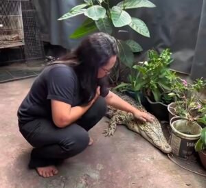Asal Usul Buaya Coki, Dipelihara Sejak Masih Berupa Telur