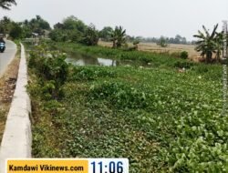 Sungai Cipasilian Tertutup Eceng Gondok Sepanjang 2 Kilometer, Kades Cirumpak Minta Penanganan