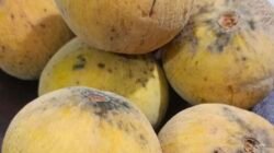 Mengenal Buah Kecapi, Buah Tropis yang Mengandung Serat dan Vitamin