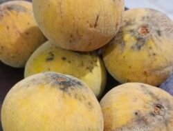 Mengenal Buah Kecapi, Buah Tropis yang Mengandung Serat dan Vitamin